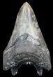 Serrated, Lower Megalodon Tooth - South Carolina #50483-2